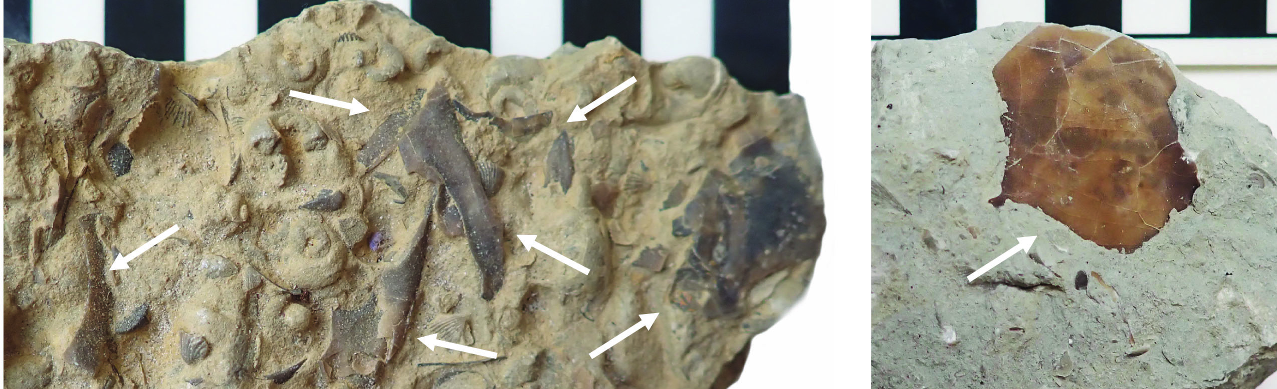 Isotelus molt fragments. Millersburg.